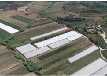 Sera me 95 gra që qethnin hashashin, zbulohet pronari, arrestohen 9 roje të armatosur në Berat