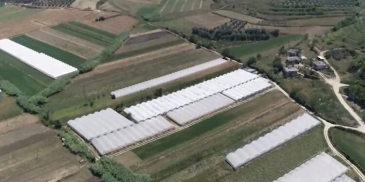 Sera me 95 gra që qethnin hashashin, zbulohet pronari, arrestohen 9 roje të armatosur në Berat