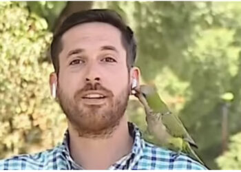VIDEO/ Ishte në transmetim live, papagalli “i vjedh” kufjen gazetarit