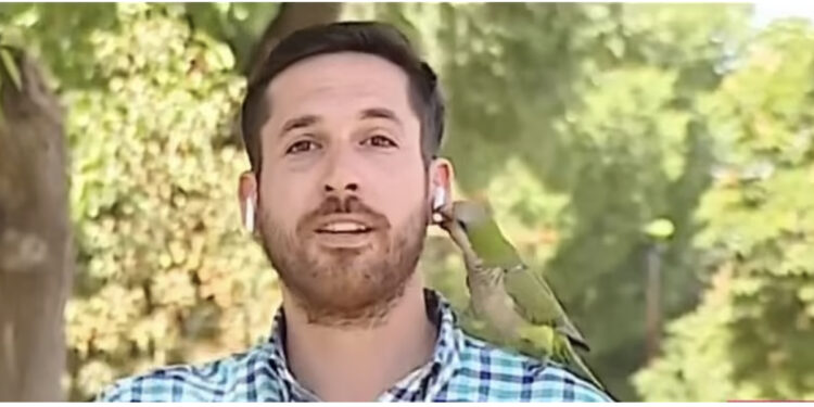 VIDEO/ Ishte në transmetim live, papagalli “i vjedh” kufjen gazetarit