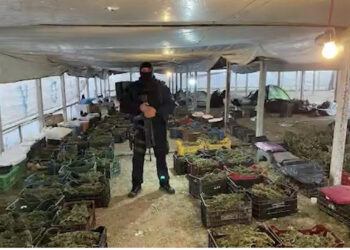 “Do vilni ullinj”, si u morën “peng” dhjetëra gra për të “qethur” kanabis në Berat?