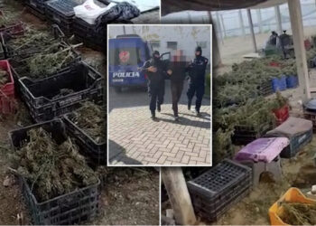 “Tërmet” në policinë e Beratit, pas drejtorit, serra me kanabis u “ha kokën” edhe të tjerëve