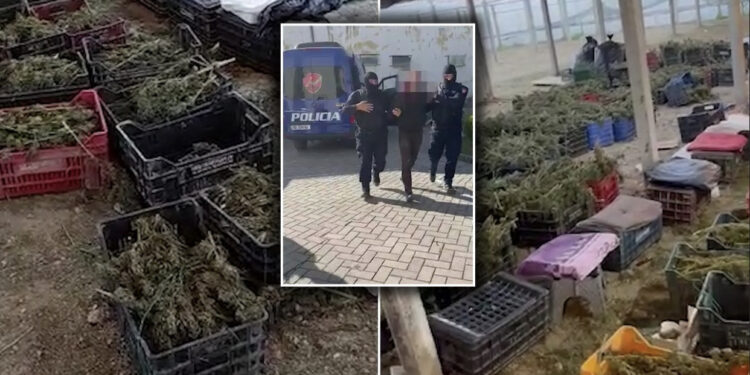 “Tërmet” në policinë e Beratit, pas drejtorit, serra me kanabis u “ha kokën” edhe të tjerëve