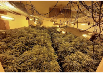 EMRI/ Zbulohen tetë “shtëpi bari” në zona të ndryshme në Angli, kapen shqiptari dhe bashkëpunëtori i tij