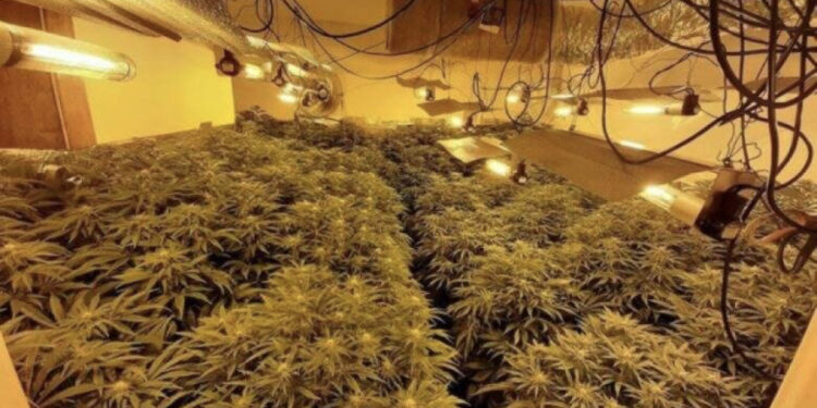 Zbulohet laboratori i kanabisit me vlerë 100,000 £, arrestohet i riu shqiptar në Britani