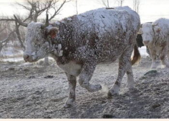 Ciklon “bombë” në SHBA, nga i ftohti ekstrem preken rreth 200 milionë amerikanë! Anulohen qindra udhëtime