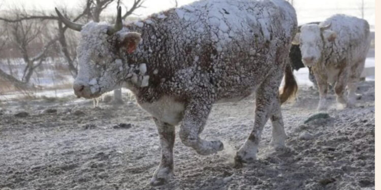 Ciklon “bombë” në SHBA, nga i ftohti ekstrem preken rreth 200 milionë amerikanë! Anulohen qindra udhëtime