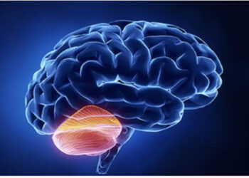 Dhënia e dhuratave, ja si ndryshon truri ynë kur bëjmë këtë gjest