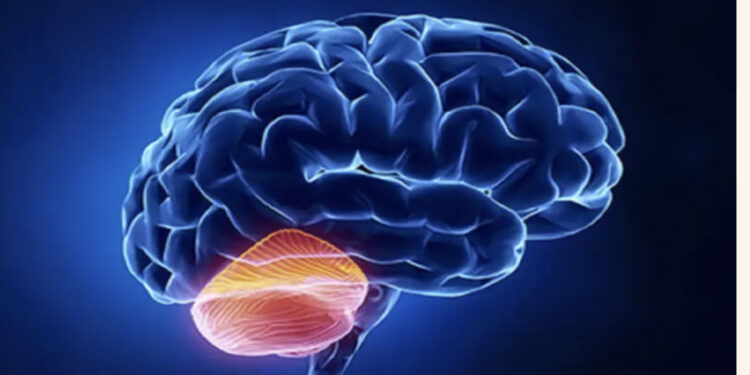 Dhënia e dhuratave, ja si ndryshon truri ynë kur bëjmë këtë gjest