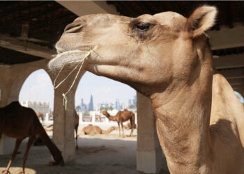 Pas Covid-it KËRCËNOHEMI nga “Gripi i Devesë”, ekspertët ngrenë ALARMIN: Rreziku vjen nga tifozët në Katar
