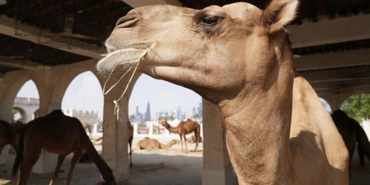 Pas Covid-it KËRCËNOHEMI nga “Gripi i Devesë”, ekspertët ngrenë ALARMIN: Rreziku vjen nga tifozët në Katar