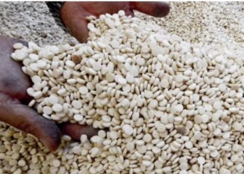 Sekuestrohet 1 ton drogë sintetike mes hurmave të Arabisë