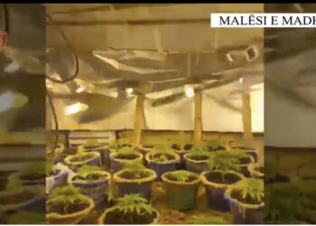 EMRAT/ “Shtëpi bari” në Malësi të Madhe, arrestohet pronarja, shpallet në kërkim bashkëshorti dhe kunati