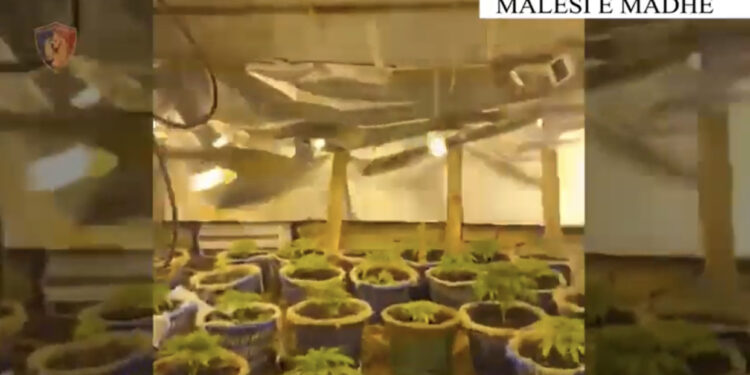 EMRAT/ “Shtëpi bari” në Malësi të Madhe, arrestohet pronarja, shpallet në kërkim bashkëshorti dhe kunati