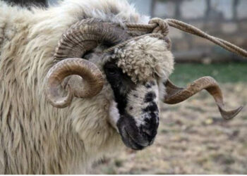 E tmerrshme! Dashi i kopesë vret të zotin në Fier