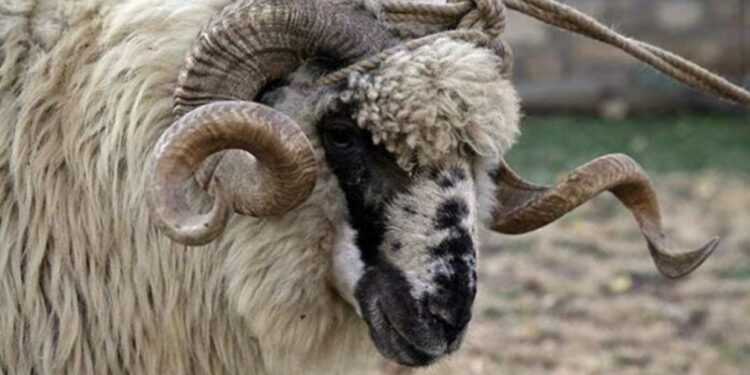 E tmerrshme! Dashi i kopesë vret të zotin në Fier