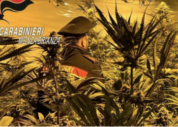 E kthyen kasollen në “shtëpi bari”, arrestohen dy shqiptarë në Itali, sekuestrohen 3 mijë bimë narkotike