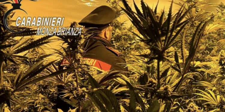 E kthyen kasollen në “shtëpi bari”, arrestohen dy shqiptarë në Itali, sekuestrohen 3 mijë bimë narkotike