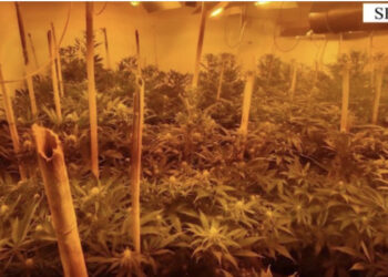 VIDEO/ Vila e kthyer në “shtëpi bari” në Shijak, arrestohen dy vëllezërit