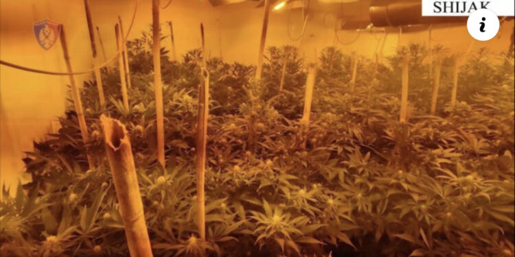 VIDEO/ Vila e kthyer në “shtëpi bari” në Shijak, arrestohen dy vëllezërit