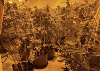 EMRI/ Arrestohet i riu shqiptar brenda fermës së kanabisit në Angli