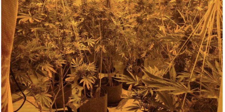 EMRI/ Arrestohet i riu shqiptar brenda fermës së kanabisit në Angli