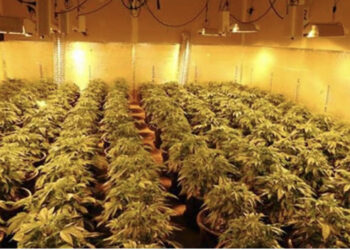 “Shtëpia e barit” në Shijak, Fredi Krasniqi: Më duheshin lekët për operacion