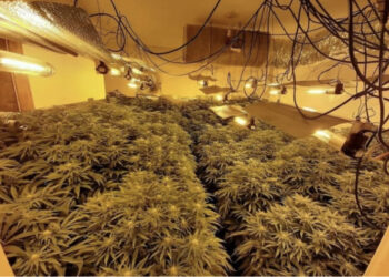 EMRAT/ I tradhtoi aroma e kanabisit, arrestohen dy shqiptarë në Britani