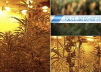 Kultivonin kanabis “nën hundën” e policisë, vihen në pranga 2 shqiptarët në Belgjikë