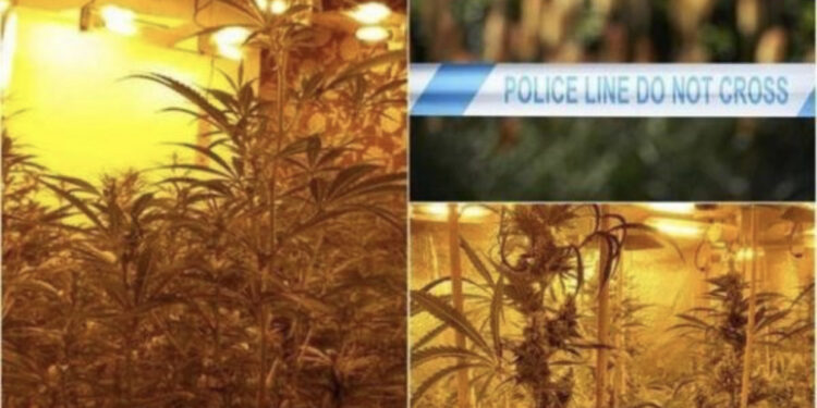 Kultivonin kanabis “nën hundën” e policisë, vihen në pranga 2 shqiptarët në Belgjikë