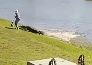 VIDEO/ “Ai e mori atë”, momenti i sulmit fatal të aligatorit ndaj një gruaje 85-vjeçare
