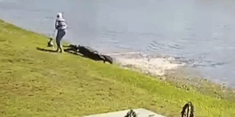 VIDEO/ “Ai e mori atë”, momenti i sulmit fatal të aligatorit ndaj një gruaje 85-vjeçare