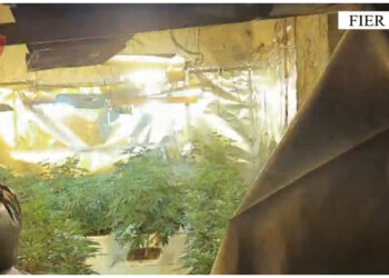 VIDEO/ Zbulohet vila tre kate me kanabis në Fier! Tre të arrestuar