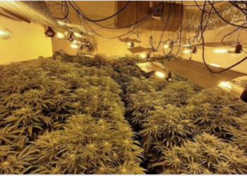 “Shtëpitë e barit” shqetësojnë policinë, Muhamet Rrumbullaku porosi strukturave: Në rast se agjenci të tjera ligjzbatuese konstatojnë bimë narkotike, atëherë…