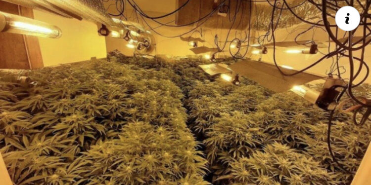 “Shtëpitë e barit” shqetësojnë policinë, Muhamet Rrumbullaku porosi strukturave: Në rast se agjenci të tjera ligjzbatuese konstatojnë bimë narkotike, atëherë…