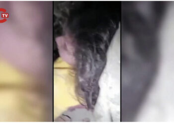 Videoja që po përlot botën/ Lutja rrëqethëse e vogëlushes: Ju lutem shpëtoni nënën time