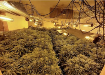 “Laborator” droge në Spanjë, dështon plani i 7 shqiptarëve, arrestohen nga policia