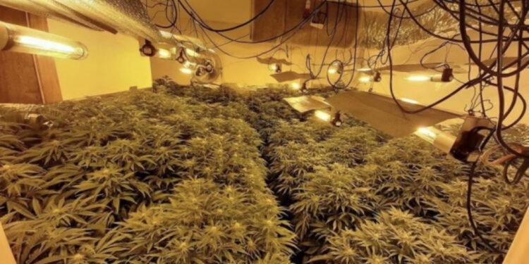 “Laborator” droge në Spanjë, dështon plani i 7 shqiptarëve, arrestohen nga policia