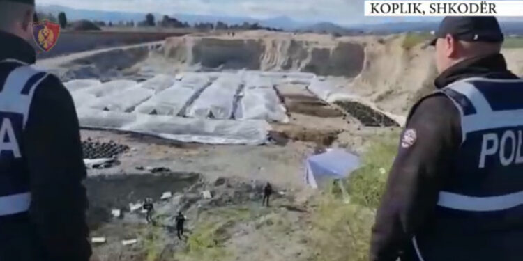 VIDEO/ Dalin pamjet! Kush është bosi i “kraterit” gjigand me kanabis në Malësi të Madhe?