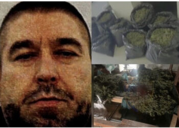 Del FOTO/ Ky është bosi i madh me 27 parcela me kanabis në Malësi të Madhe