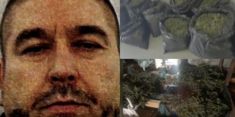 Del FOTO/ Ky është bosi i madh me 27 parcela me kanabis në Malësi të Madhe