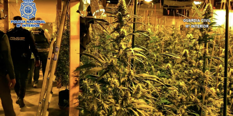 “Operacioni Bulqiza” / Shkatërrohet grupi kriminal i shqiptarëve me “shtëpi bari” në Spanjë, 9 të arrestuar