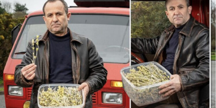 FOTO/ 53-vjeçari shqiptar arrestohet në Angli, u kap me çaj mali me vete