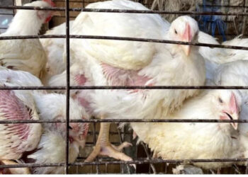 Egjipti përfshihet nga një krizë e thellë, autoritetet sugjerojnë banorët të konsumojnë edhe këmbët e pulave