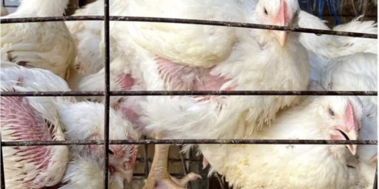 Egjipti përfshihet nga një krizë e thellë, autoritetet sugjerojnë banorët të konsumojnë edhe këmbët e pulave