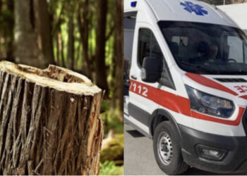 E RËNDË në Berat/ Humb jetën 42-vjeçari teksa priste dru, e zuri poshtë trungu i pemës