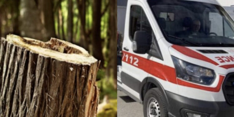 E RËNDË në Berat/ Humb jetën 42-vjeçari teksa priste dru, e zuri poshtë trungu i pemës