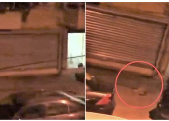 VIDEO/ “Çmendet” gruaja në Tiranë, hedh qenin e saj nga nga kati i 6 i pallatit