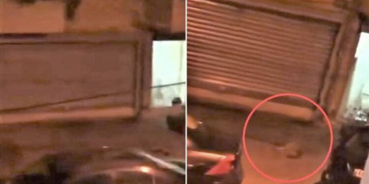 VIDEO/ “Çmendet” gruaja në Tiranë, hedh qenin e saj nga nga kati i 6 i pallatit