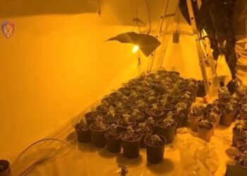 EMRI/ Në arrati prej 6 vitesh, arrestohet “mbreti” i drogës në Mat